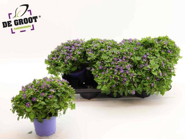 <h4>EXACUM BLUE STAR</h4>