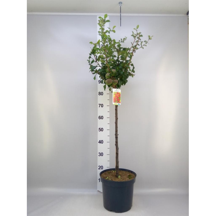 <h4>Chaenomeles japonica</h4>