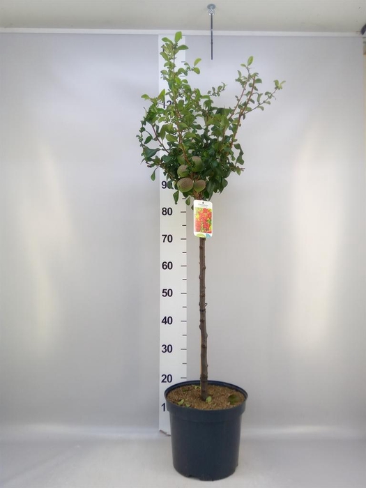 Chaenomeles japonica