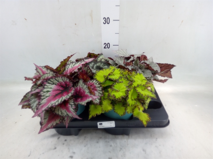 <h4>Begonia BD rex   ...mix</h4>