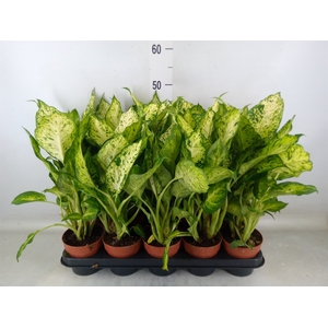Dieffenbachia  'Amy'