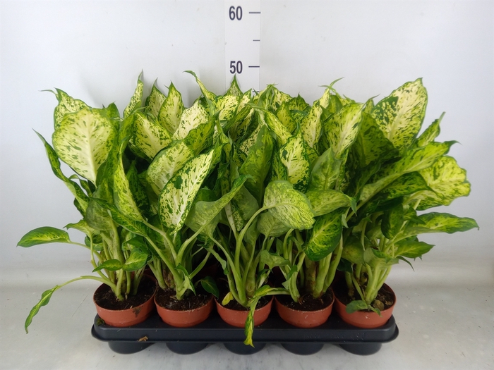 <h4>Dieffenbachia  'Amy'</h4>