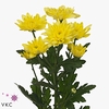 CHR T BALTICA YELLOW