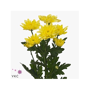 Chr T Baltica Yellow