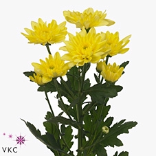 CHR T BALTICA YELLOW