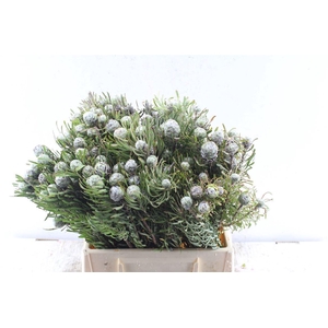 Kaaps Leucad Galpinii