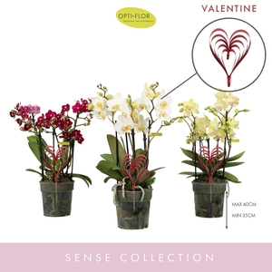 arr8 Phal Boquetto Mix 5 Spike Valentine