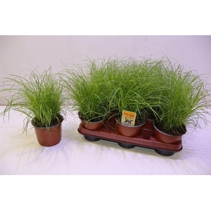 arr8 Cyper Alt Zumula