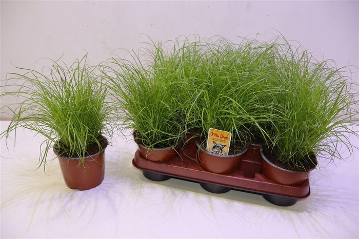 <h4>arr8 Cyper Alt Zumula</h4>