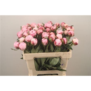 Paeo Sarah Bernhard Pink