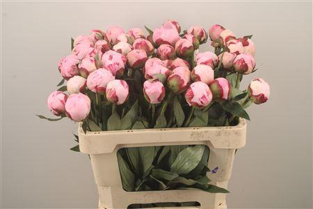 <h4>Paeo Sarah Bernhard Pink</h4>