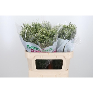 Lim Sin Cool Diamond