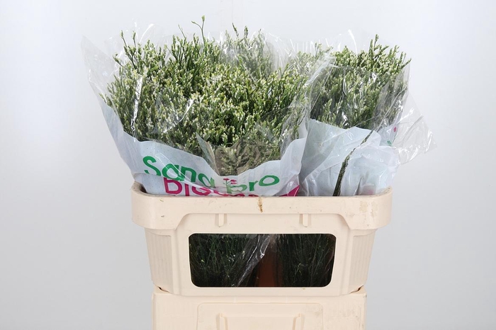 <h4>Lim Sin Cool Diamond</h4>