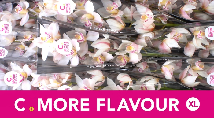 <h4>CYMB T STEFFI</h4>