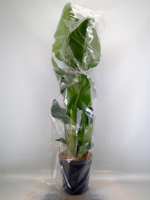 <h4>Strelitzia nicolai</h4>