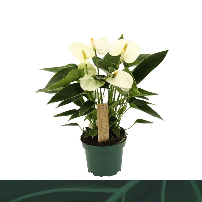 <h4>Anthurium Everest 9cm</h4>