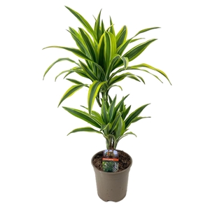 Dracaena frag. Lemon Lime