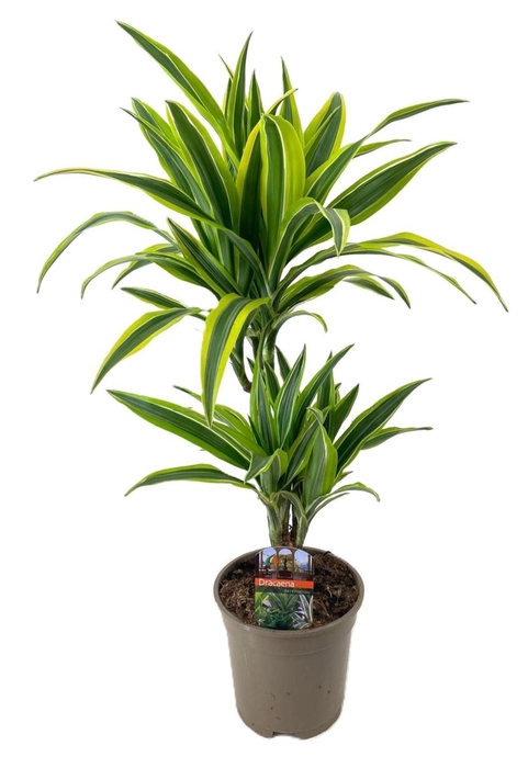 <h4>Dracaena frag. Lemon Lime</h4>