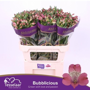 Alstr Bubblicious