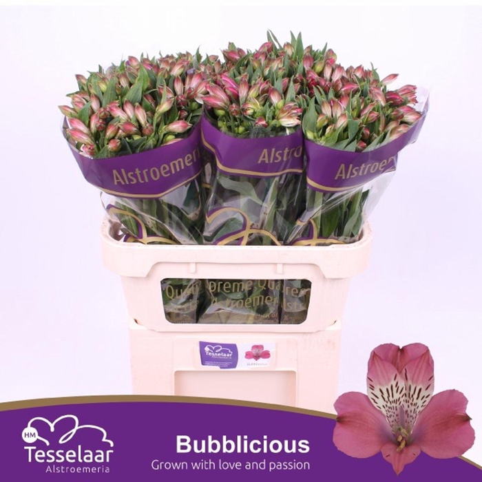 <h4>Alstr Bubblicious</h4>