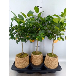 Arr. Kamerplant Groen L%
