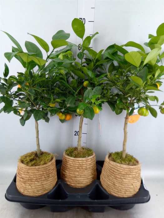 <h4>Arr. Kamerplant Groen L%</h4>