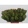 Leucadendron Laurel Yellow