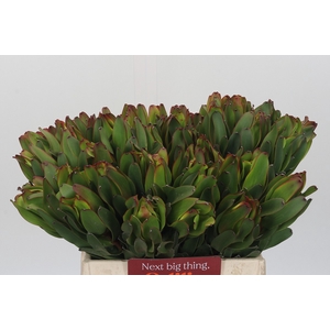 Leucadendron Laurel Yellow