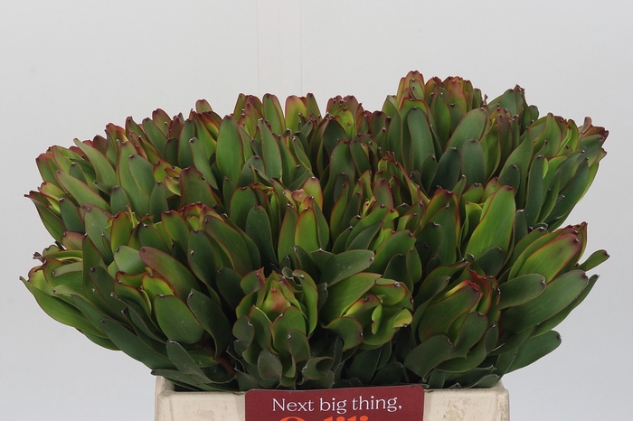 Leucadendron Laurel Yellow