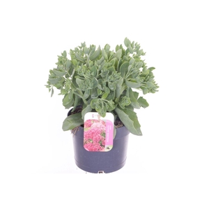 Sedum Herbstfreude