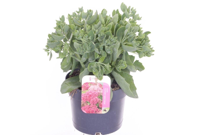 <h4>Sedum Herbstfreude</h4>