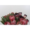 Kaaps Groen Silver Brunia