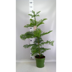 Araucaria heterophylla