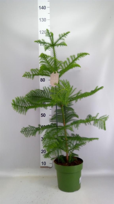 <h4>Araucaria heterophylla</h4>