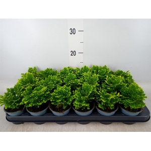 Selaginella martensii 'Jori'