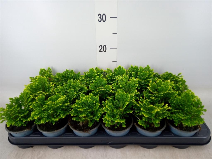 <h4>Selaginella martensii 'Jori'</h4>