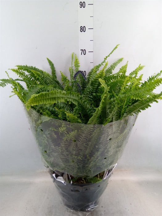 <h4>Nephrolepis exal. 'Green Lady'</h4>