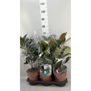 Ficus elastica 'Cloe'