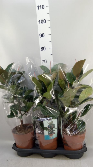 <h4>Ficus elastica 'Cloe'</h4>