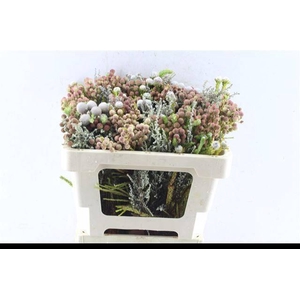 KAAPS GROE GEM IN BS