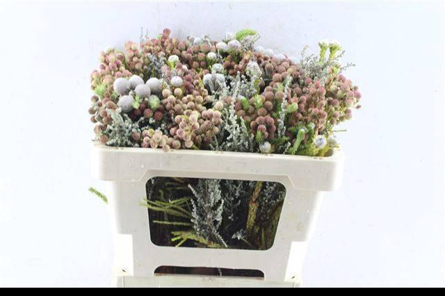 <h4>KAAPS GROE GEM IN BS</h4>