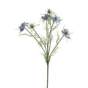 Nigella damascena Bastrop 66cm blue