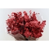 Euca Cinerea Metal Red P Bunch