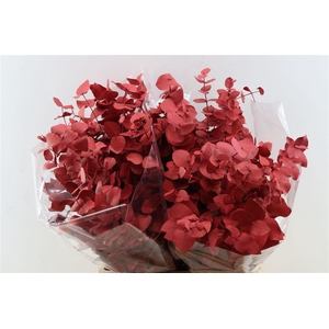 Euca Cinerea Red P Bunch