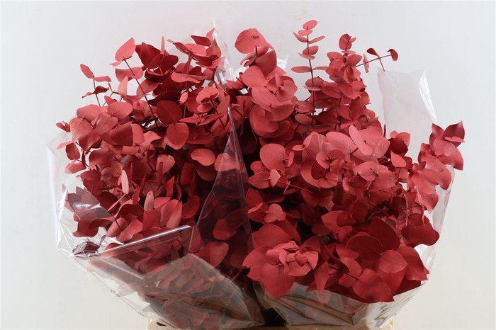Euca Cinerea Metal Red P Bunch