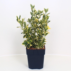 Euonymus Marieke