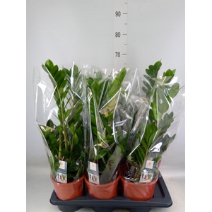 Zamioculcas zamiifolia