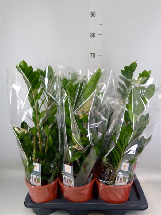 <h4>Zamioculcas zamiifolia</h4>