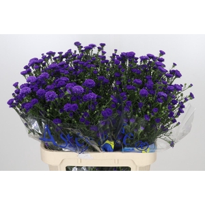 Aster Astee Dark Milka