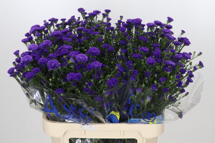 <h4>Aster Astee Dark Milka</h4>